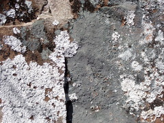 Leprocaulon adhaerens