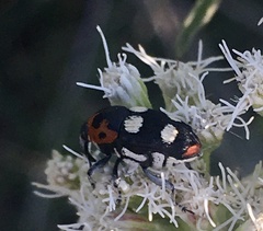 Megabaris quadriguttata