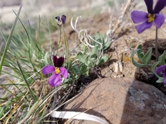 Viola trinervata