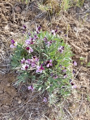 Viola trinervata