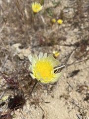 Malacothrix californica