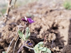 Viola trinervata
