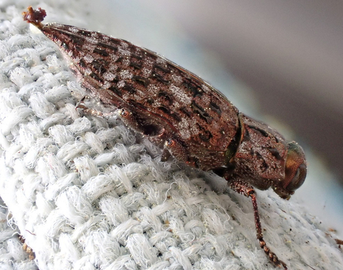 Dark Jewel Beetle photo 5