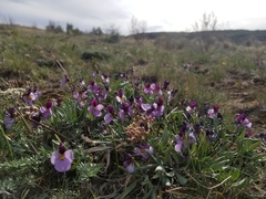 Viola trinervata