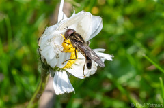 Platycheirus albimanus
