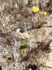 Malacothrix californica