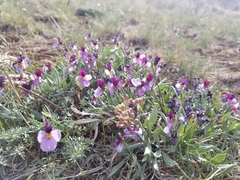 Viola trinervata