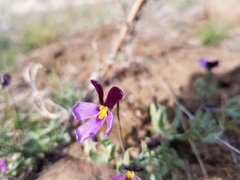 Viola trinervata