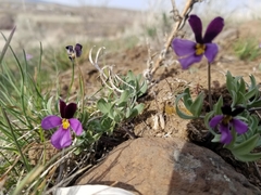 Viola trinervata