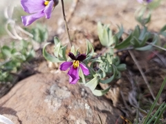 Viola trinervata