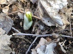 Podophyllum peltatum
