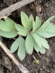 Hydrophyllum capitatum