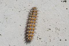 Melitaea didyma