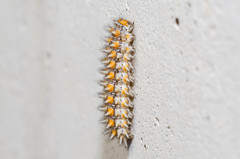 Melitaea didyma