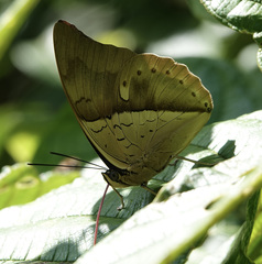 Archaeoprepona amphimachus