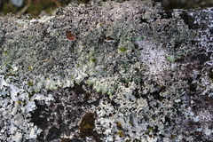 Xanthoparmelia scabrosa