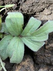 Hydrophyllum capitatum