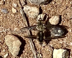 Bombylius albicapillus