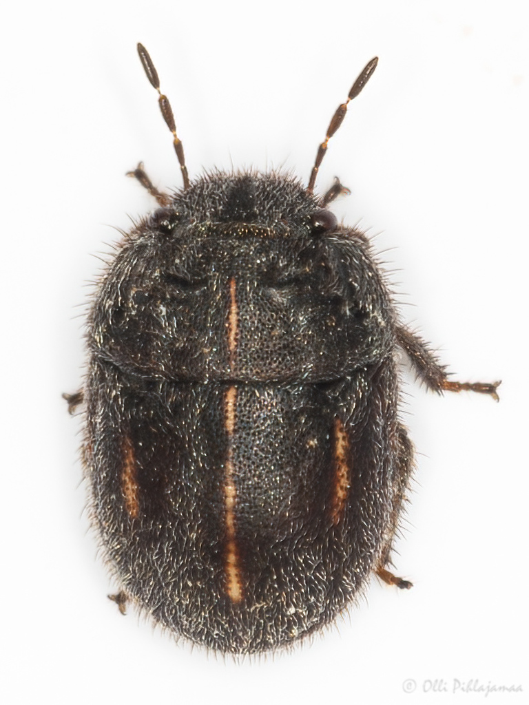 Odontoscelis minuta