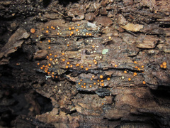 Scutellinia erinaceus
