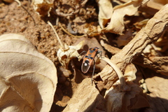 Spilostethus longulus
