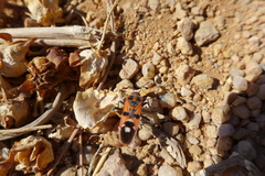 Spilostethus longulus
