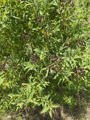 Hypericum canariense