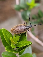 Lagria grenieri