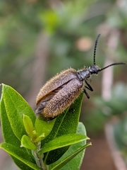Lagria grenieri