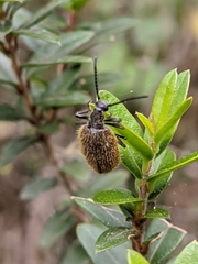 Lagria grenieri