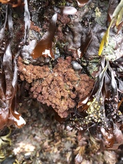 Callithamnion pikeanum