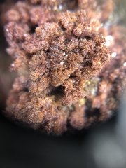 Callithamnion pikeanum