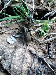Alopecosa albofasciata