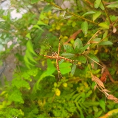 Argiope argentata