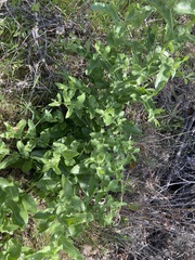 Acourtia microcephala