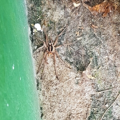 Lycosa erythrognatha