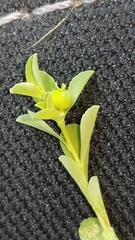 Euphorbia texana