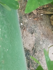 Lycosa erythrognatha