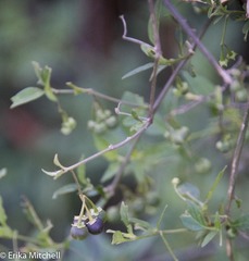 Solanum chenopodioides