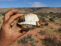 Psammobates tentorius