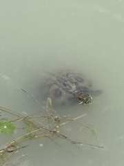 Trachemys scripta elegans