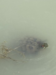 Trachemys scripta elegans