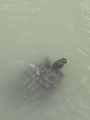 Trachemys scripta elegans