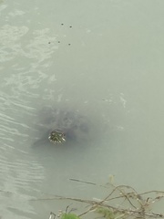 Trachemys scripta elegans