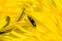 Eusphalerum primulae