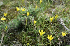 Gagea chlorantha