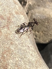 Sphyracephala brevicornis