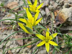 Gagea sarmentosa