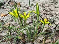 Gagea sarmentosa