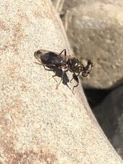 Sphyracephala brevicornis